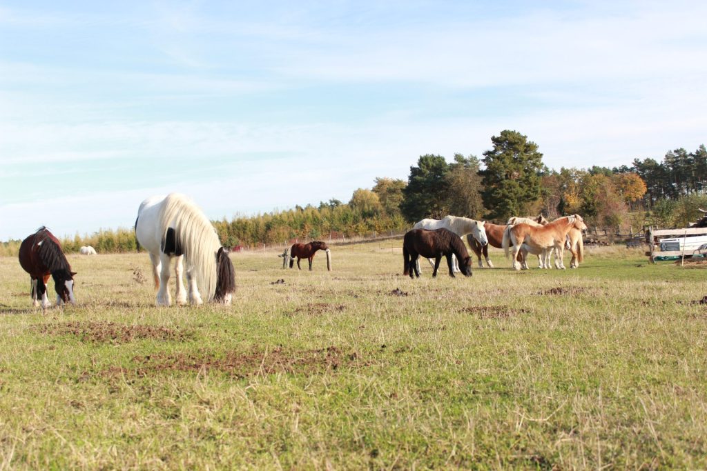 unsere-pferde
